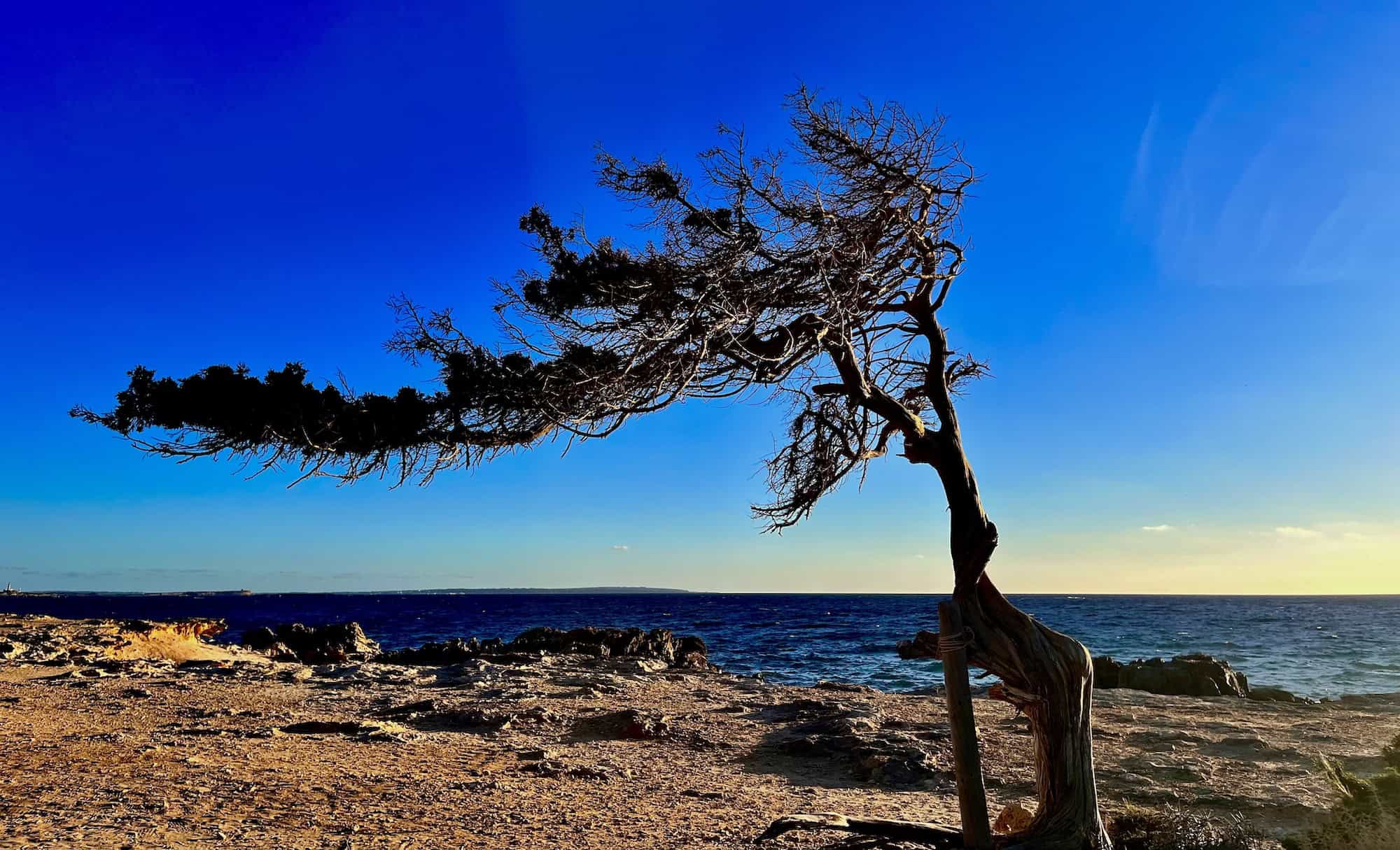 Sabina Tree on Beach with bright blue sky