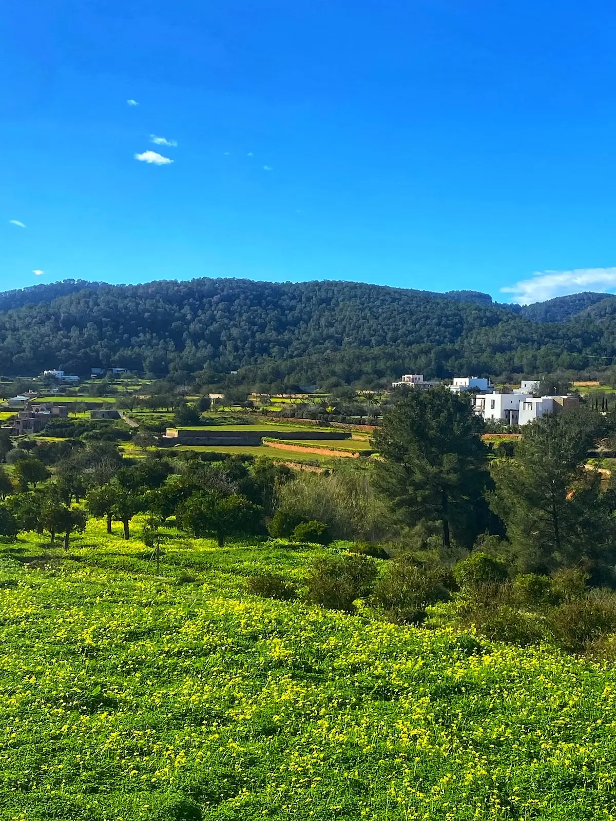 Entrance to Es Broll in ibiza showing lush green fields and blue skies