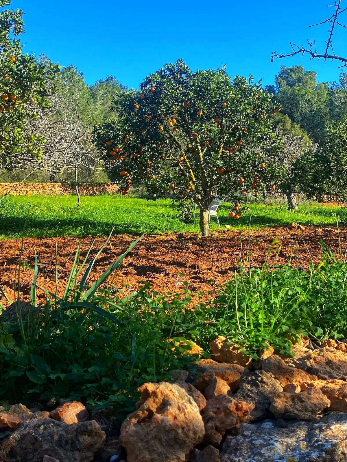 Orange tree in es Broll against blue skies