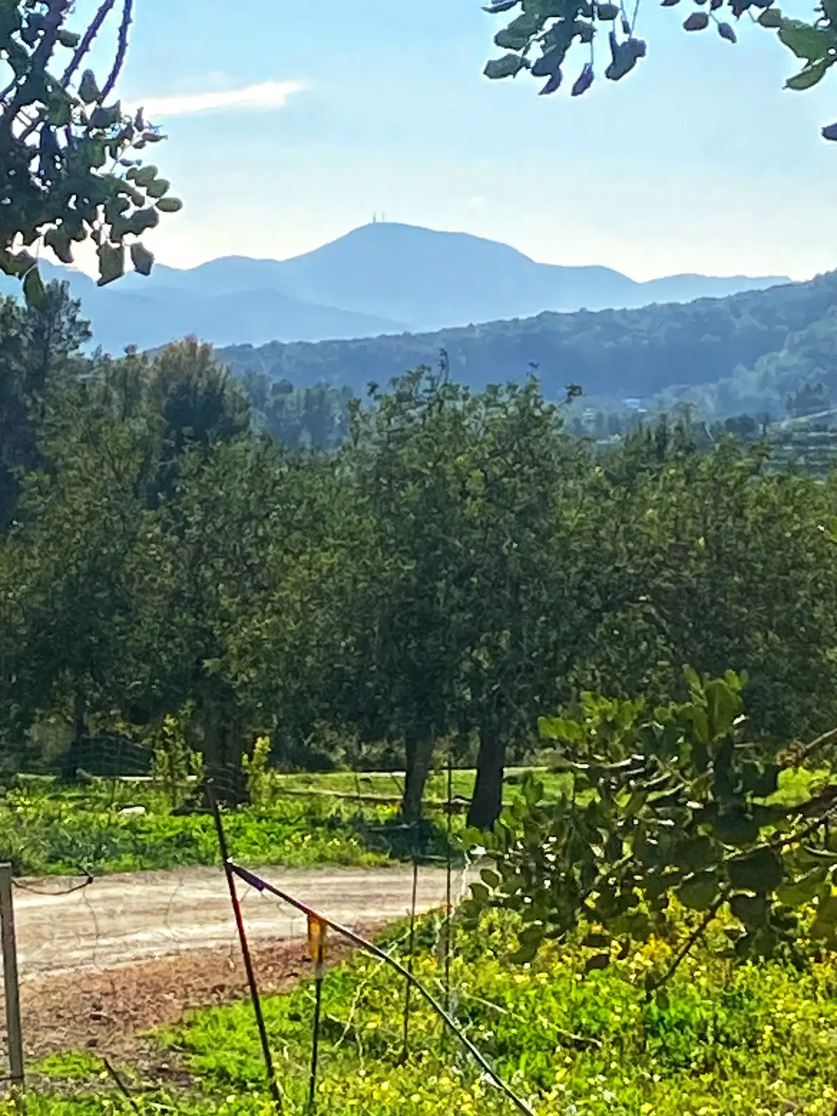 Sa Talela to your back fertile fields of es Broll showing group of trees with mountains in the distance