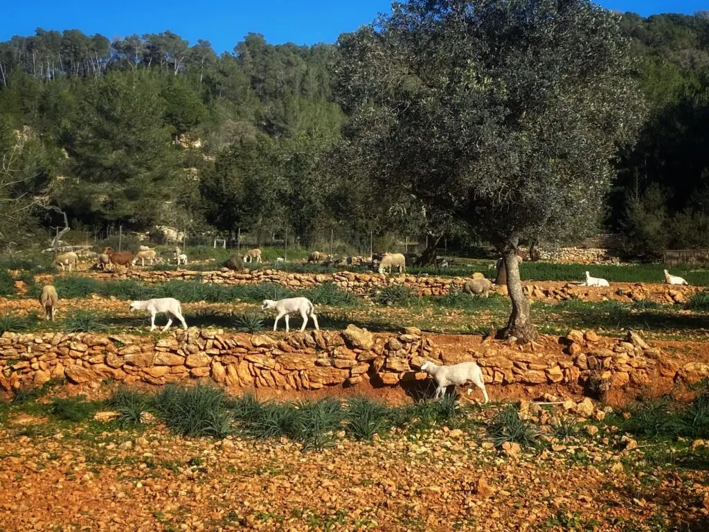Slow down in Es Broll showing terraced land with trees, stone walls and goats