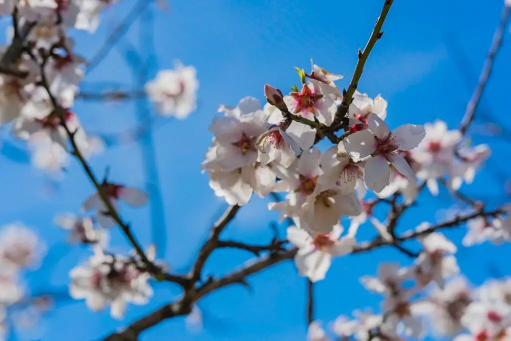 delicate almond blossoms against a beautiful blue sky in ibiza