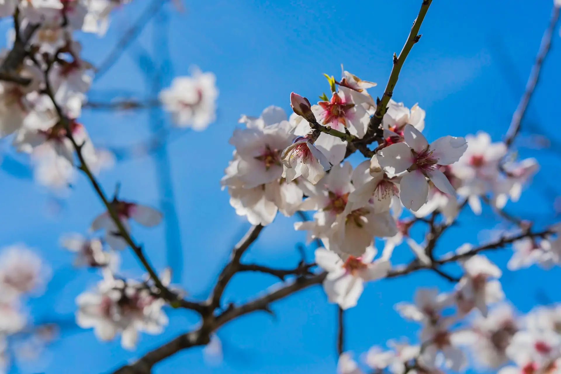 delicate almond blossoms against a beautiful blue sky in ibiza